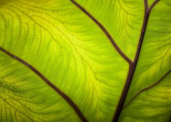 Full frame shot of leaf