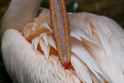Close-up of pelican preening outdoors