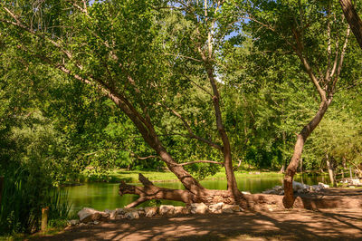 Trees in forest