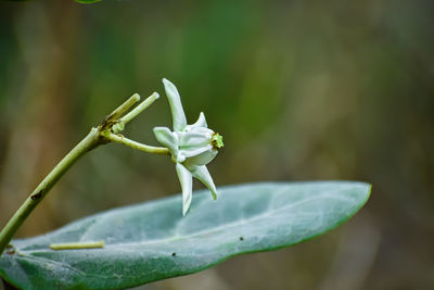 Close-up of white flowering plant