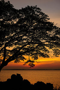 Silhouette tree by sea against sky during sunset