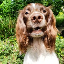 Close-up portrait of a dog on field