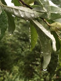 Close-up of wet plant