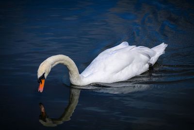 Swan floating on lake