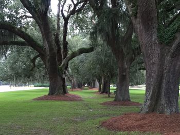 Trees in park