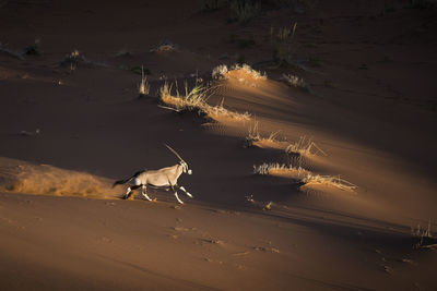 View of a dog on desert