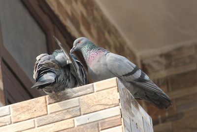 Low angle view of pigeons perching on wood