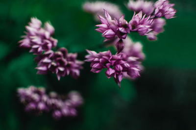 Close-up of purple flowering plant 