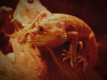 Close-up of a lizard