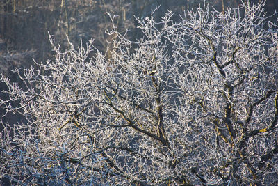 Full frame shot of plants during winter