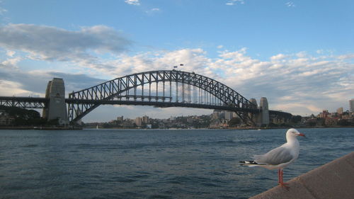 Seagull on bridge over river against sky in city