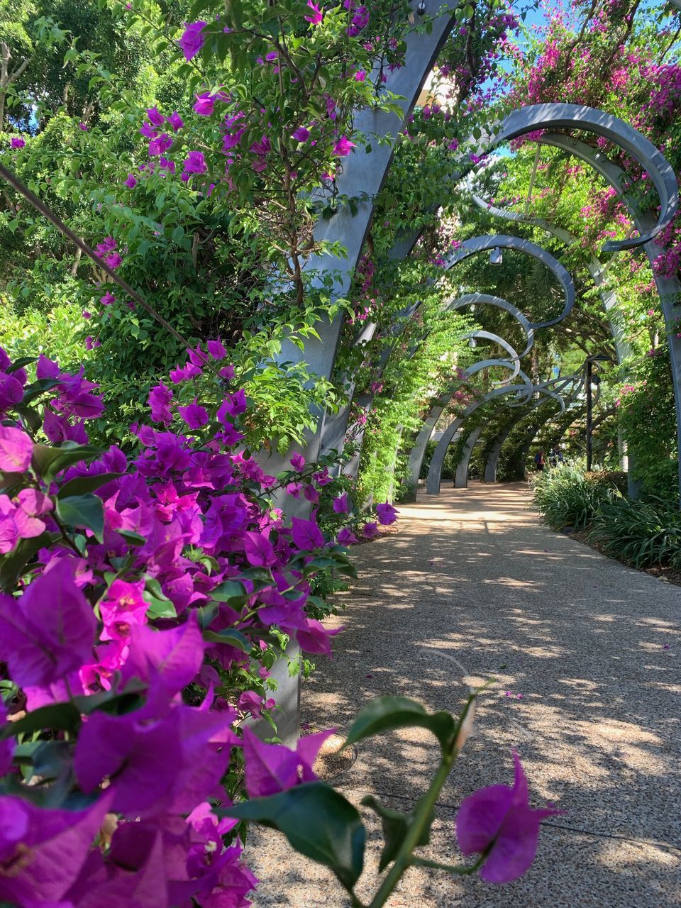 PINK FLOWERING PLANTS GROWING ON FOOTPATH