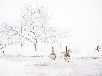 View of birds on snow covered landscape