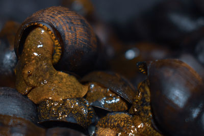 Close-up of shell on metal for sale in market