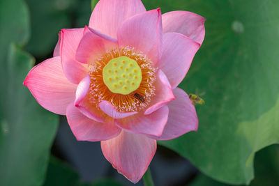 Close-up of pink lotus water lily