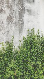 Close-up of plants against blurred background