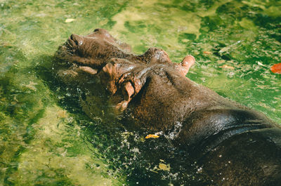 Hippo in a lake