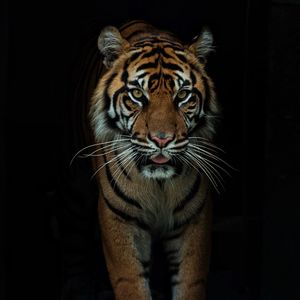 Close-up of tiger against black background