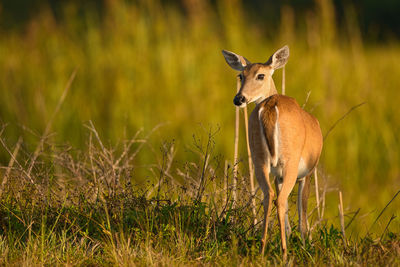 Deer standing on field