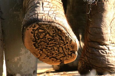 Close-up of snake