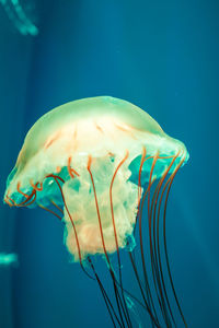 Close-up of jellyfish swimming in sea