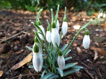 Close-up of white crocus blooming on field