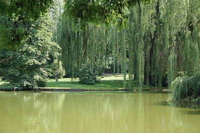 Scenic view of forest
