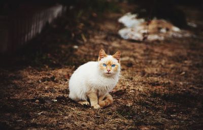 Portrait of white cat sitting on field