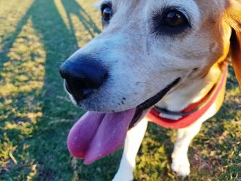 Close-up of dog