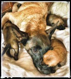 Close-up of a dog resting