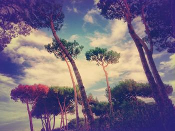 Trees against cloudy sky