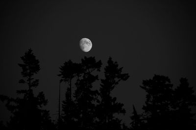 Low angle view of trees at night