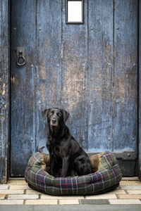 Beautiful black labrador is sitting in her bed in front of a vintage blue door