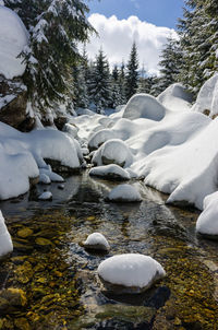 Snow covered rocks and trees against sky