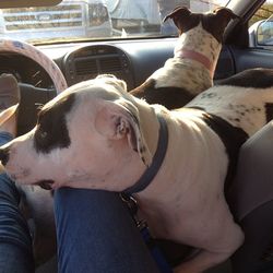 domestic animals