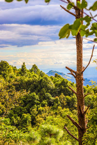 Plants growing on land against sky