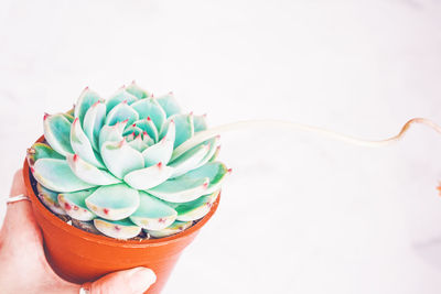 Hand holding succulent plant pot