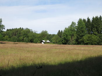 Bird flying over field against sky