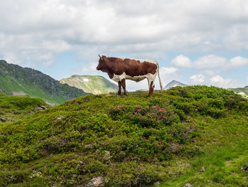 View of a horse on landscape