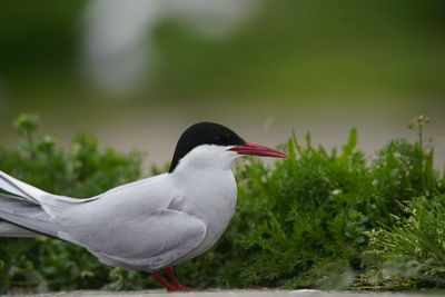 Close-up of bird perching on a field