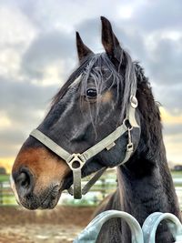 Close-up of horse in ranch against sky