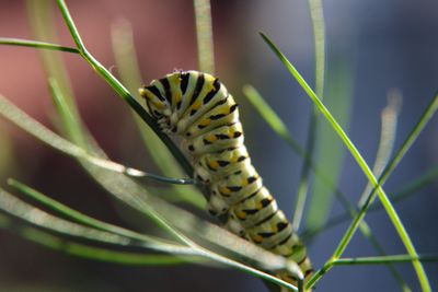 Close-up of caterpillar on plant