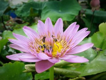 Close-up of bee pollinating on pink flower