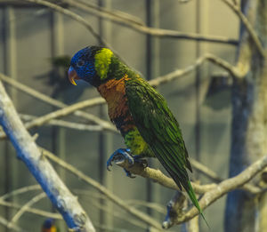 Close-up of parrot perching on branch