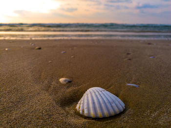 A beautiful sea shell at the beach