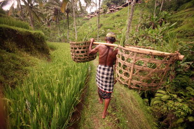 Farmer walking on rice paddy field