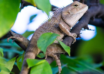 Iguana climb on tree
