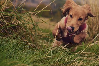 Close-up of a dog on grassland