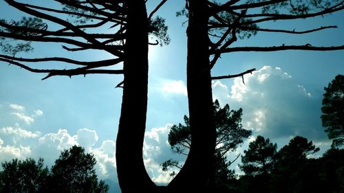 Silhouette of trees against cloudy sky