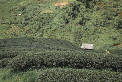 High angle view of agricultural field